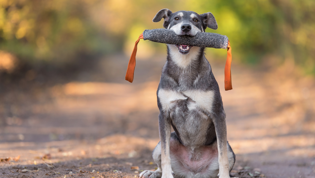 Dog Training Gear