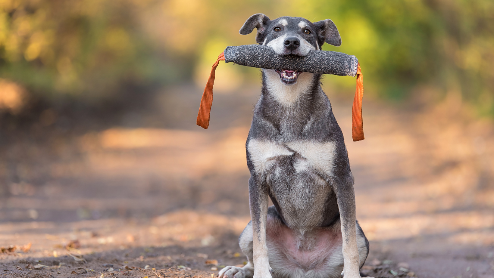 The Ultimate Guide to Dog Training Gear: Essential Tools for Effective Training